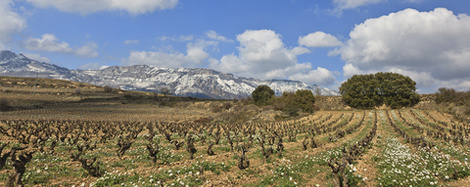 Wijngaarden La Rioja, Spanje
