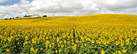 Landschap met vakantiehuis